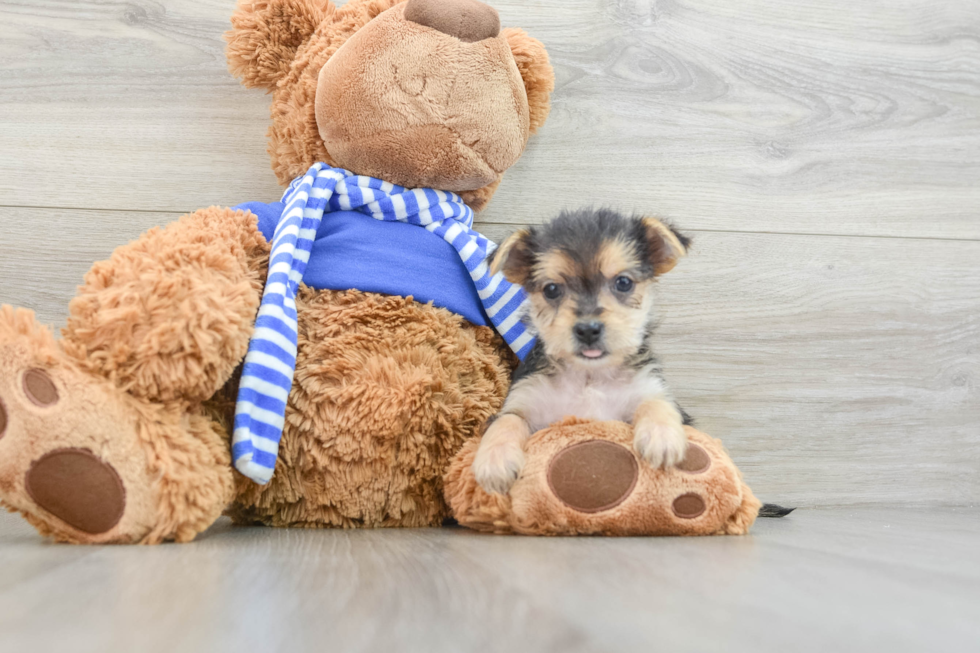 Morkie Pup Being Cute