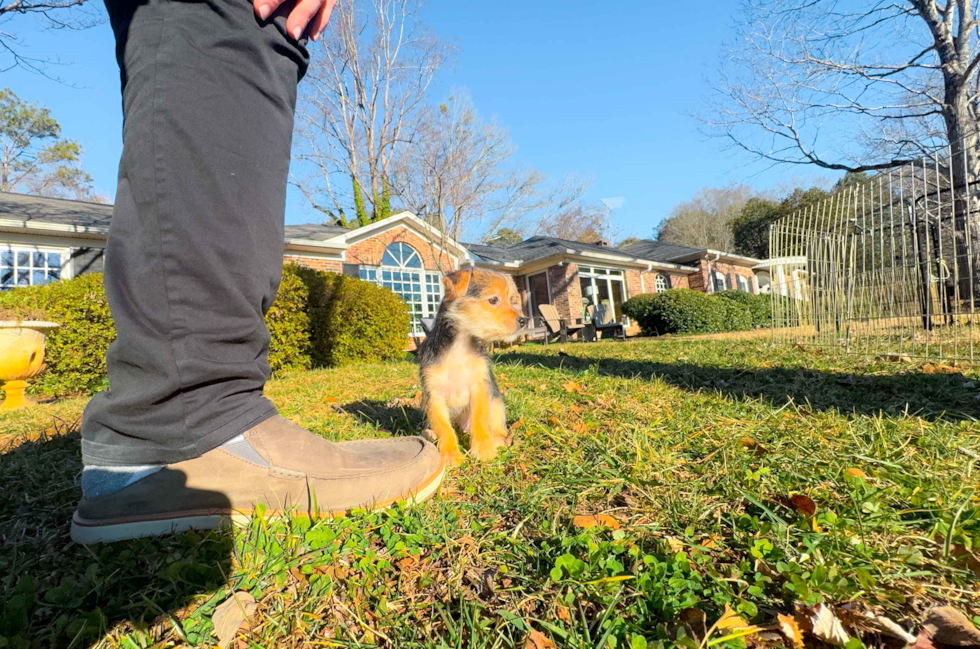 Morkie Puppy for Adoption