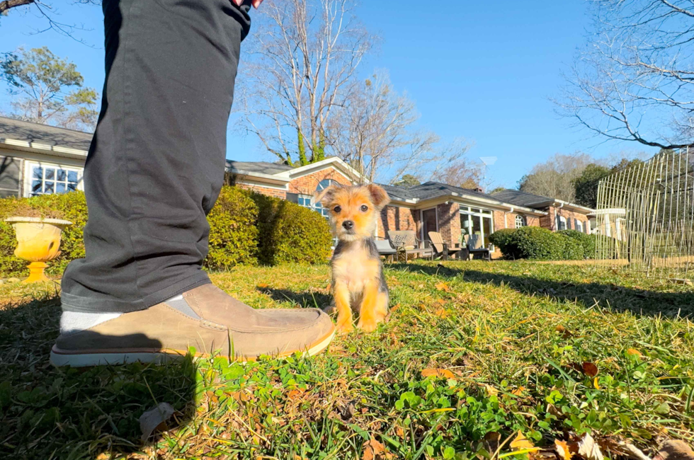 10 week old Morkie Puppy For Sale - Simply Southern Pups