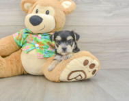 7 week old Morkie Puppy For Sale - Simply Southern Pups
