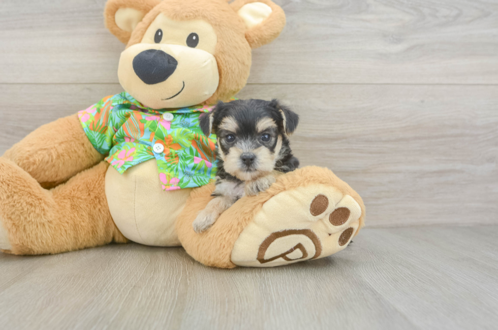 5 week old Morkie Puppy For Sale - Simply Southern Pups