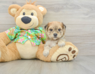 7 week old Morkie Puppy For Sale - Simply Southern Pups