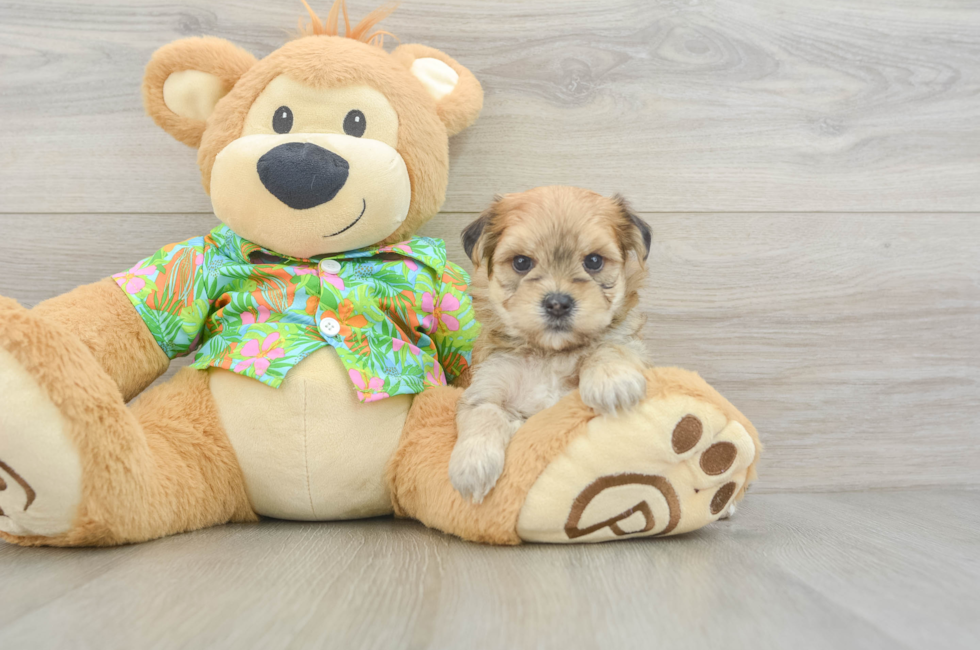 5 week old Morkie Puppy For Sale - Simply Southern Pups