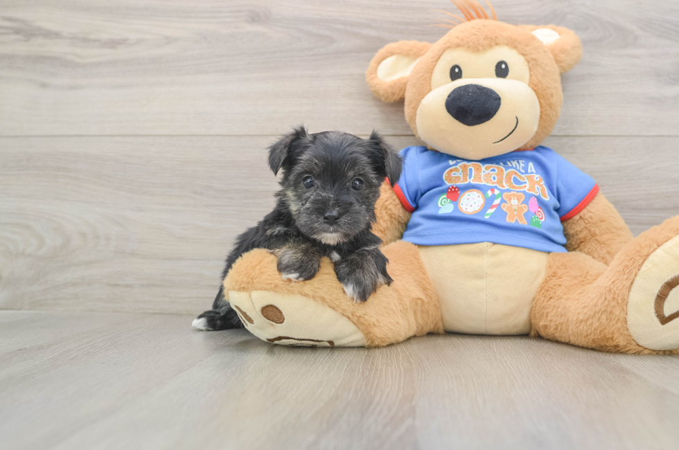 5 week old Morkie Puppy For Sale - Simply Southern Pups