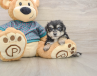 7 week old Morkie Puppy For Sale - Simply Southern Pups