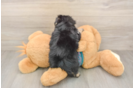 Morkie Puppy for Adoption