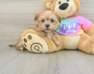 6 week old Morkie Puppy For Sale - Simply Southern Pups