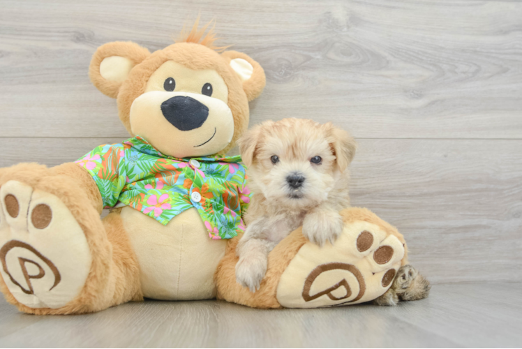 Morkie Puppy for Adoption