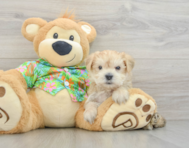 6 week old Morkie Puppy For Sale - Simply Southern Pups