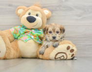 6 week old Morkie Puppy For Sale - Simply Southern Pups