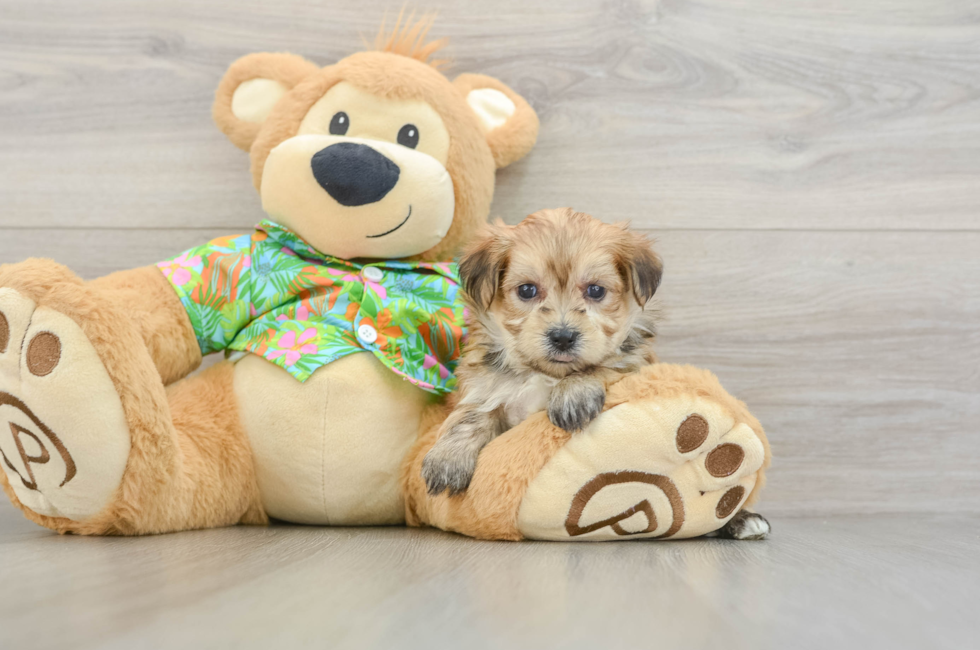 6 week old Morkie Puppy For Sale - Simply Southern Pups