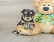 7 week old Morkie Puppy For Sale - Simply Southern Pups