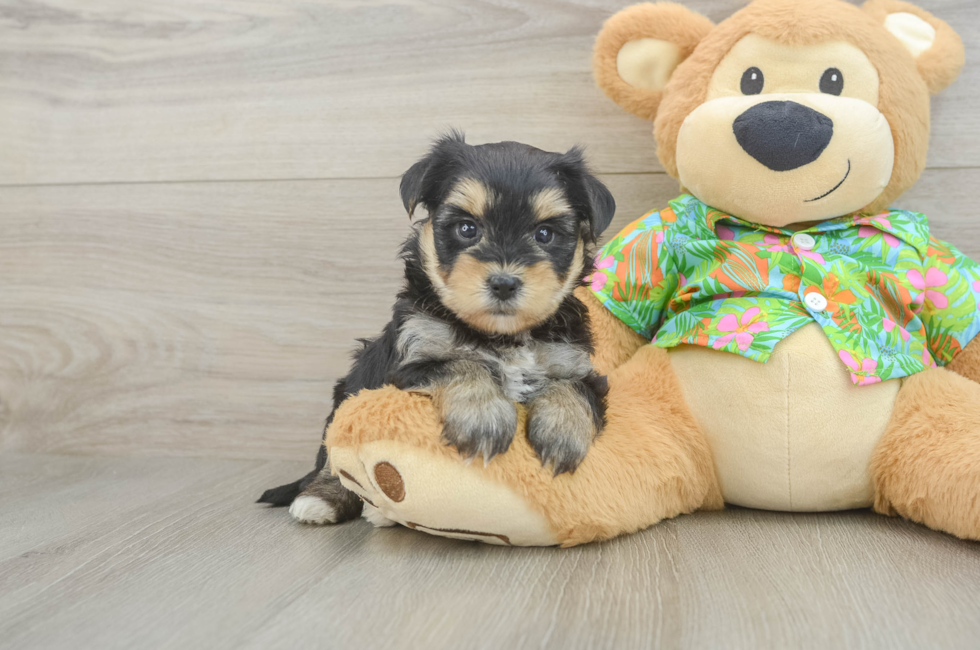 5 week old Morkie Puppy For Sale - Simply Southern Pups