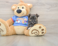 6 week old Morkie Puppy For Sale - Simply Southern Pups