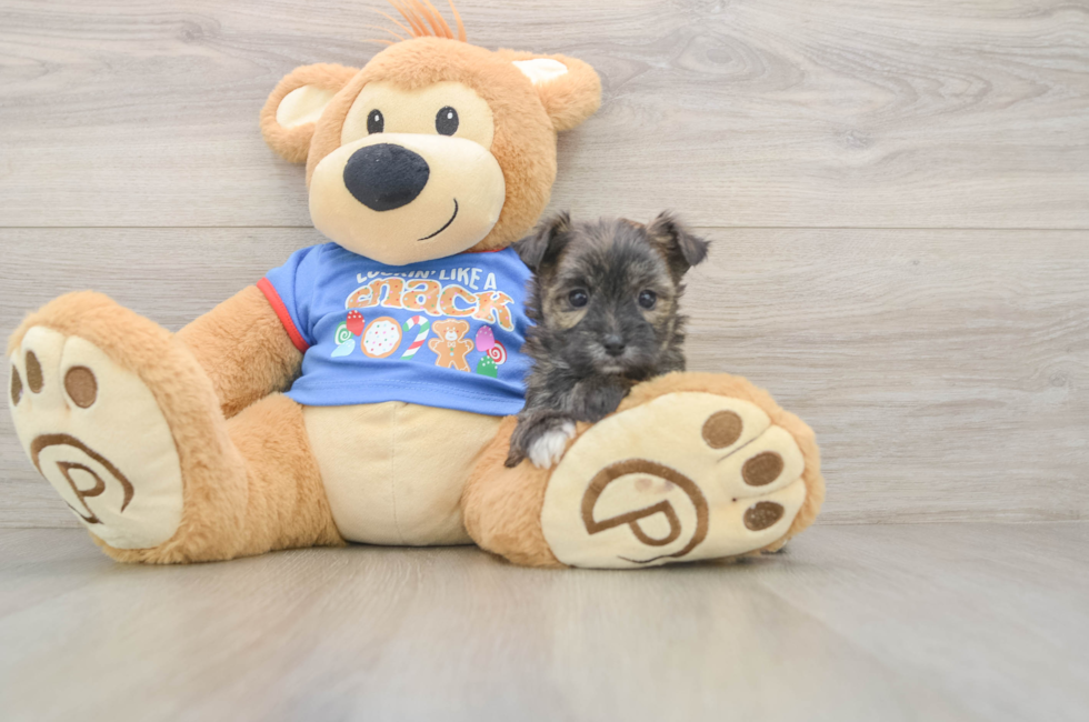 5 week old Morkie Puppy For Sale - Simply Southern Pups