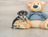 6 week old Morkie Puppy For Sale - Simply Southern Pups