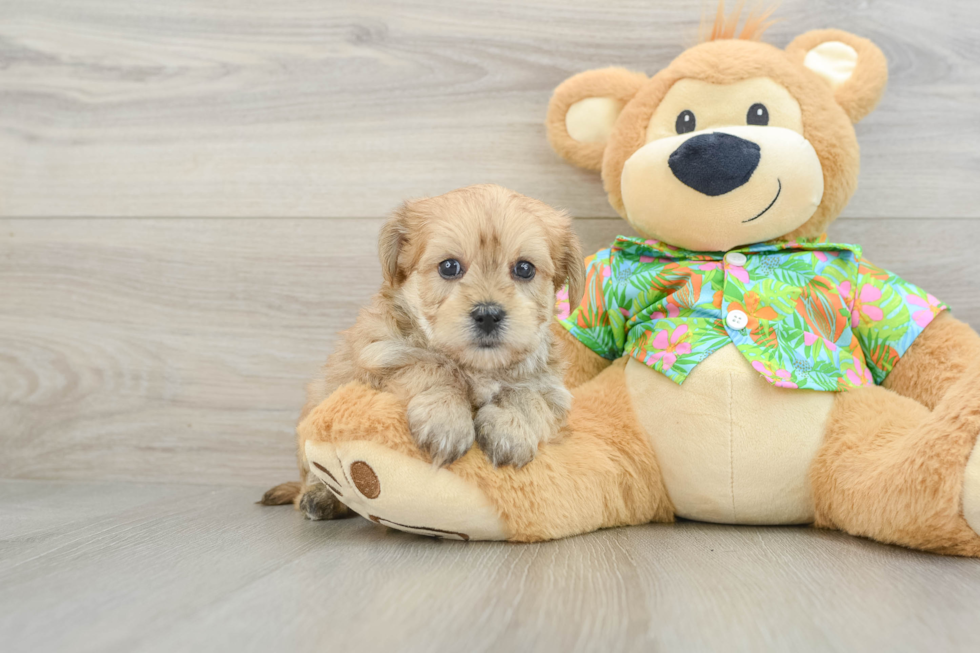 Petite Morkie Designer Pup