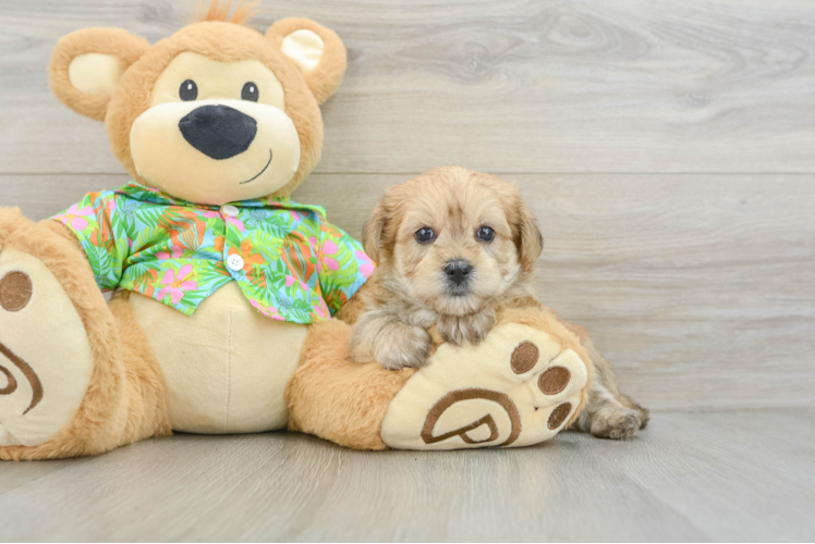 Morkie Puppy for Adoption