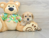 6 week old Morkie Puppy For Sale - Simply Southern Pups