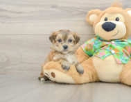 6 week old Morkie Puppy For Sale - Simply Southern Pups