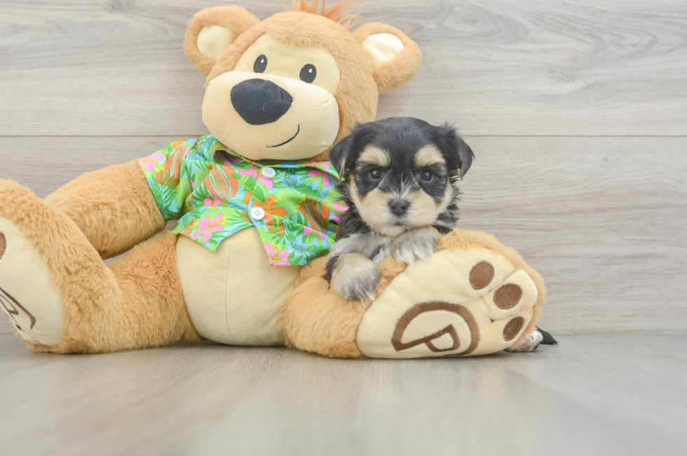 5 week old Morkie Puppy For Sale - Simply Southern Pups