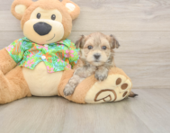 8 week old Morkie Puppy For Sale - Simply Southern Pups