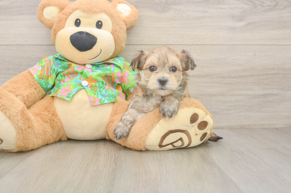 7 week old Morkie Puppy For Sale - Simply Southern Pups