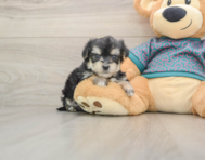 7 week old Morkie Puppy For Sale - Simply Southern Pups