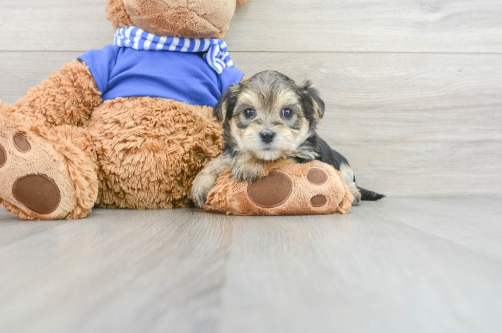 5 week old Morkie Puppy For Sale - Simply Southern Pups