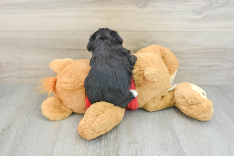 Morkie Pup Being Cute