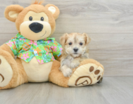 6 week old Morkie Puppy For Sale - Simply Southern Pups