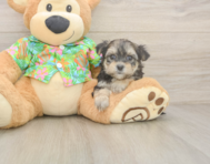 7 week old Morkie Puppy For Sale - Simply Southern Pups