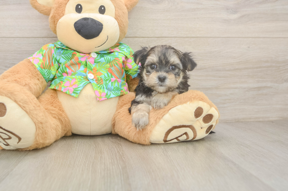 7 week old Morkie Puppy For Sale - Simply Southern Pups