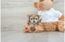 Morkie Pup Being Cute