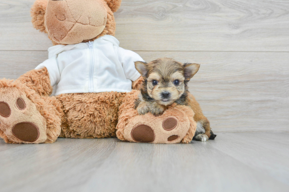7 week old Morkie Puppy For Sale - Simply Southern Pups