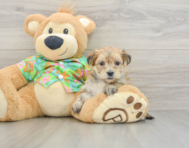 6 week old Morkie Puppy For Sale - Simply Southern Pups