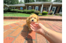 Cute Morkie Baby