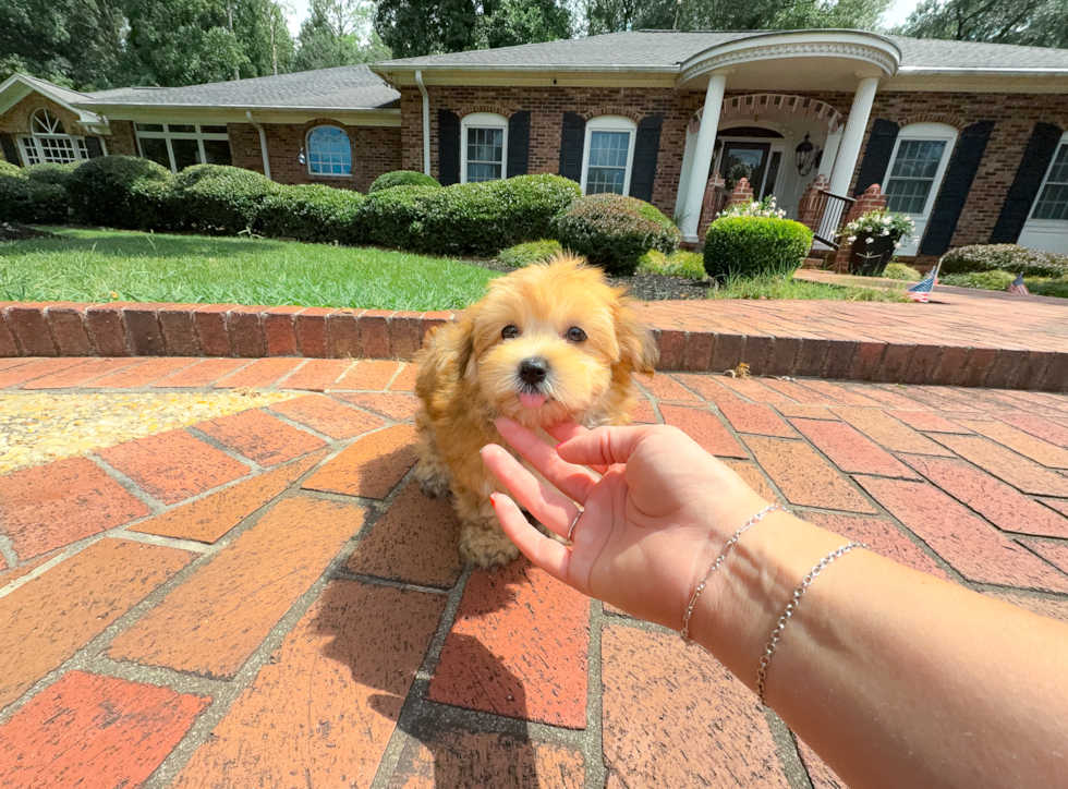 Cute Morkie Baby