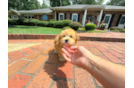 Cute Morkie Designer Pup