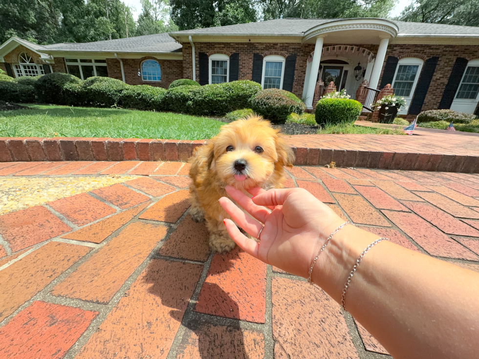 Cute Morkie Designer Pup