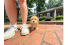 Morkie Pup Being Cute