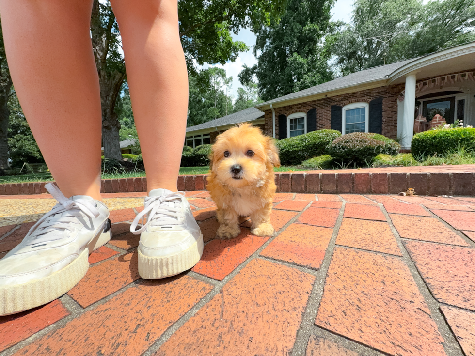 Morkie Pup Being Cute