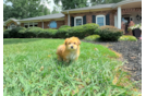 Cute Morkie Baby