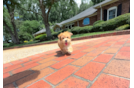 Cute Yorkiemalt Designer Puppy