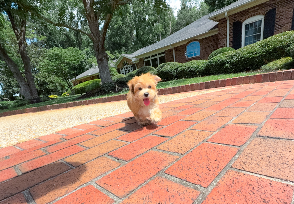 Cute Yorkiemalt Designer Puppy