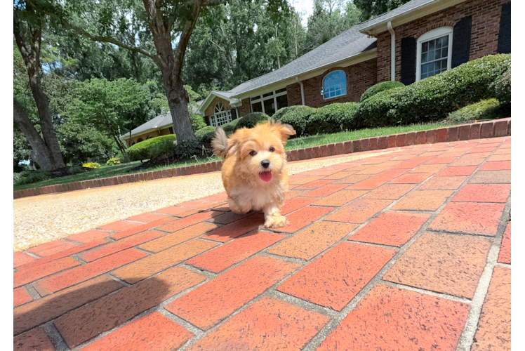 Morkie Pup Being Cute