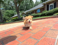 9 week old Morkie Puppy For Sale - Simply Southern Pups