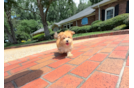 Morkie Pup Being Cute