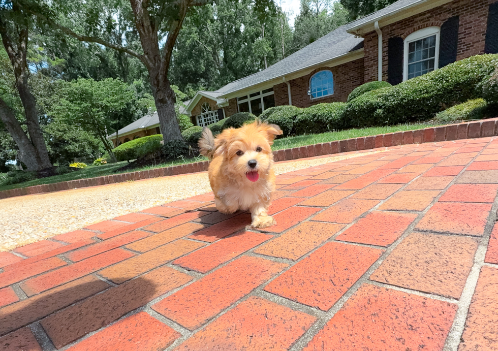 Morkie Pup Being Cute