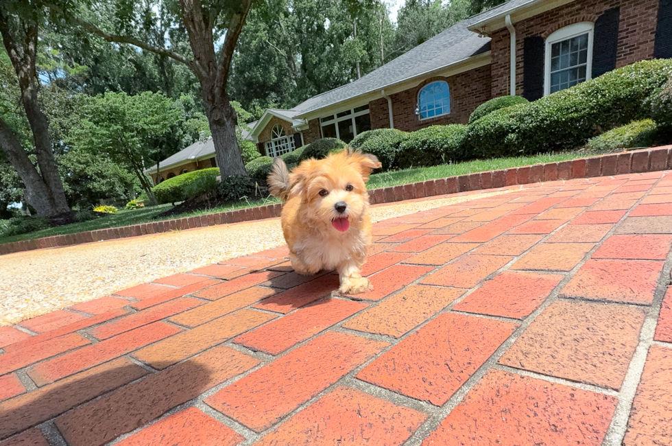 9 week old Morkie Puppy For Sale - Simply Southern Pups